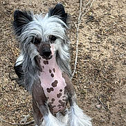 Flaunt joined the competition — help win amazing prizes! dog, chinese_crested, standing, outdoor, dirt, spotted_skin, fluffy_paws, long_hair, ears, curious, pet, animal, canine, fur, unique, playful, portrait, nature, looking_up, ground