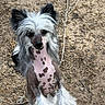 dog, chinese_crested, standing, outdoor, dirt, spotted_skin, fluffy_paws, long_hair, ears, curious, pet, animal, canine, fur, unique, playful, portrait, nature, looking_up, ground