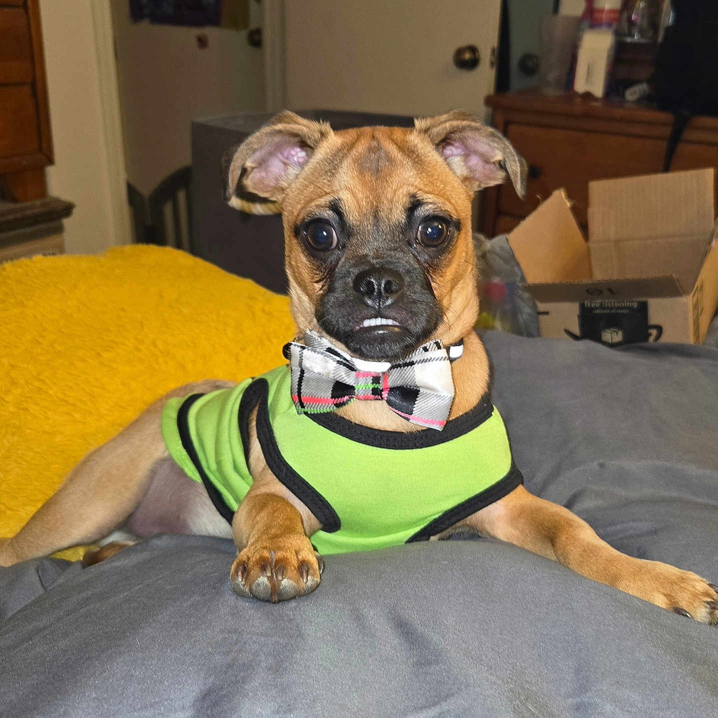Optimus T joined the competition — help win amazing prizes! animal, bed, blanket, bow_tie, brown_dog, canine, cardboard_box, cute, dog, door, drawer, ears, fur, furniture, green_shirt, indoor, paw, pet, room, small_dog