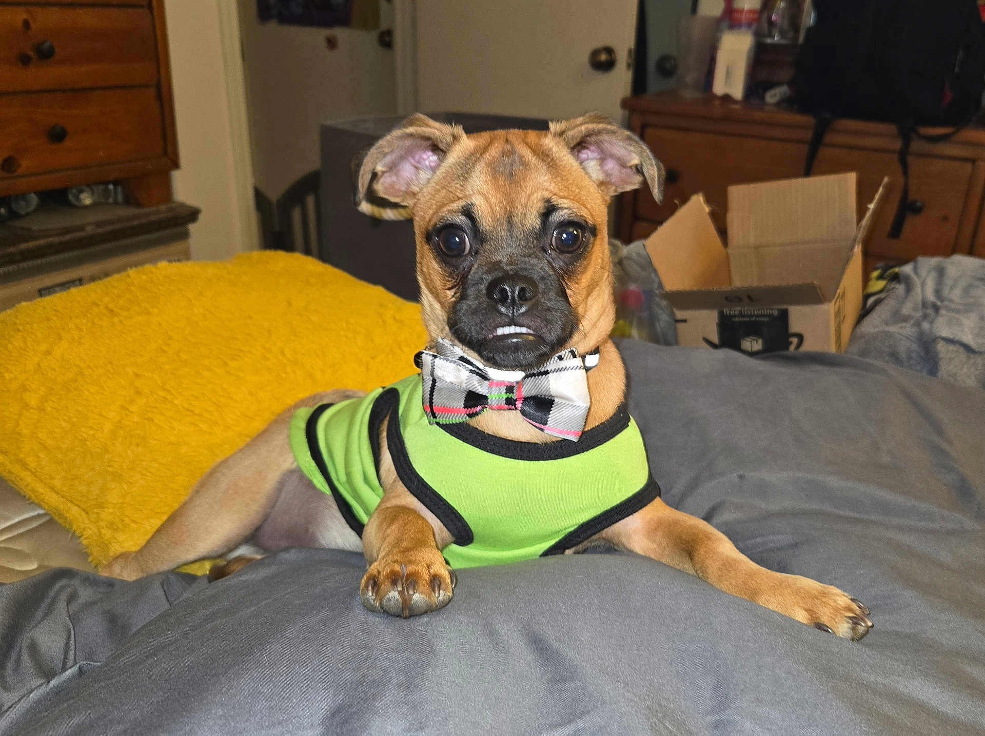 Optimus T joined the competition — help win amazing prizes! dog, pet, indoor, bed, bow_tie, green_shirt, brown_dog, small_dog, paw, furniture, blanket, cardboard_box, door, drawer, room, canine, fur, ears, animal, cute