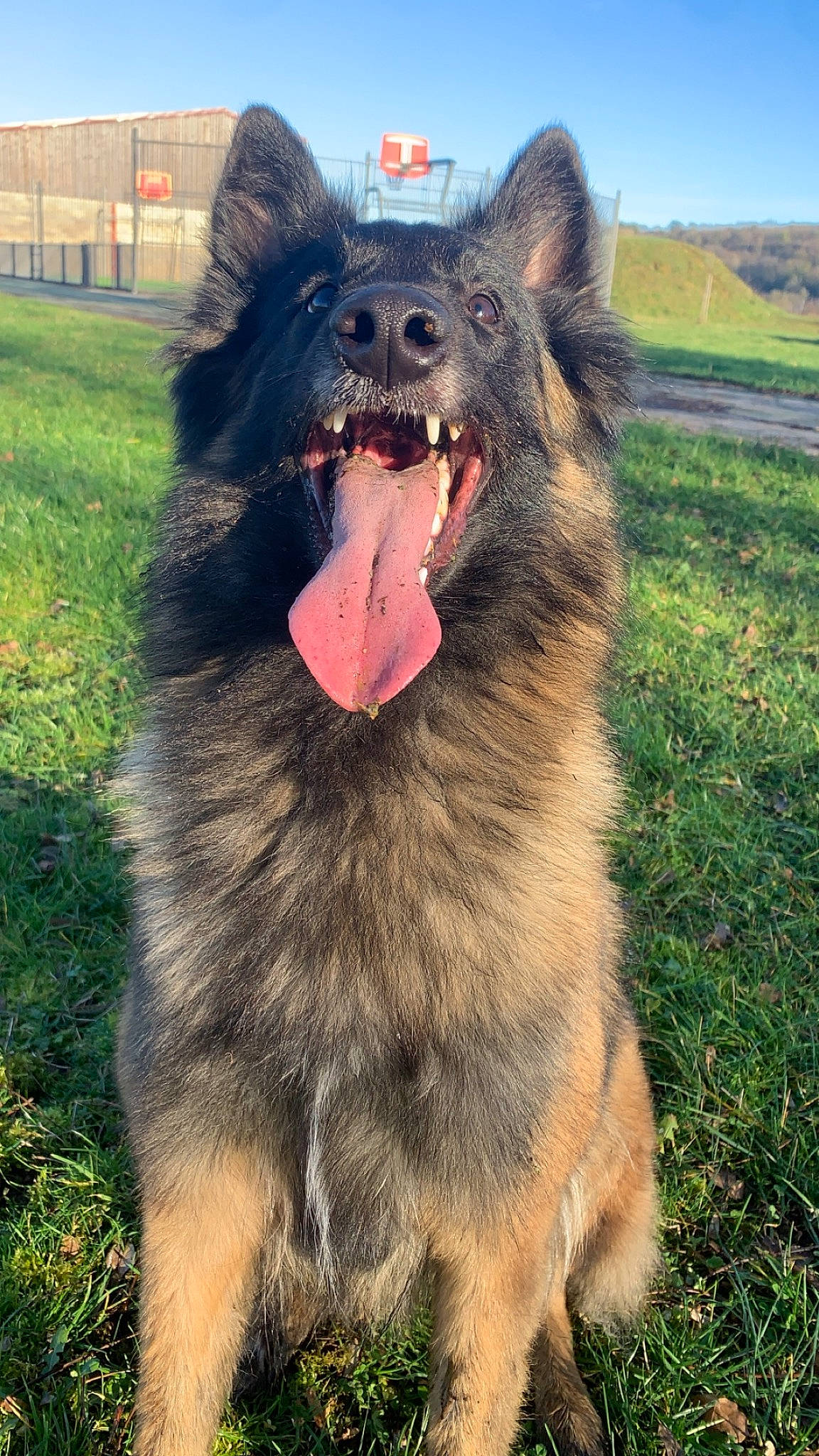 Tyler a rejoint le concours — aidez-le/la à gagner de superbes lots ! ancient_dog_breeds, building, canidae, carnivore, companion_dog, dog, dog_breed, fang, fur, giant_dog_breed, grass, happy, jaw, liver, sky, snout, sporting_group, terrestrial_animal, working_animal, working_dog