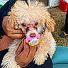 Honey is registered to the contest to win money with this photo: animal, candid, casual, close_up, cooler, cream_colored, cute, dog, door, fluffy, funny, fur, grass, hand, holding, outdoor, pacifier, person, pet, poodle