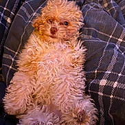 Honey is registered to the contest to win money with this photo: adorable, animal, blanket, comfort, cozy, curly_fur, cute, dog, fluffy, fur, indoor, lying_down, pattern, paw, pet, puppy, relaxed, resting, sleepy, small_dog