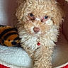 Honey is registered to the contest to win money with this photo: adorable, animal, brown, close_up, comfort, cozy, curly_fur, cute, dog, domestic_animal, indoor, pet_bed, plush_toy, puppy, red, resting, soft, toy, white, young_dog