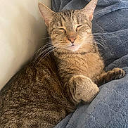 Luna joined the competition — help win amazing prizes! cat, tabby, feline, pet, animal, sleeping, relaxed, cozy, blanket, soft, fur, whiskers, indoor, cute, resting, paw, comfort, domestic, mammal, nap