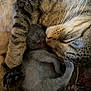 Luna is registered to the contest to win money with this photo: cat, kitten, sleeping, cuddle, tabby_cat, gray_kitten, fur, whiskers, paw, closeup, domestic_cat, nap, cozy, affection, animal, pet, companion, resting, cute, love
