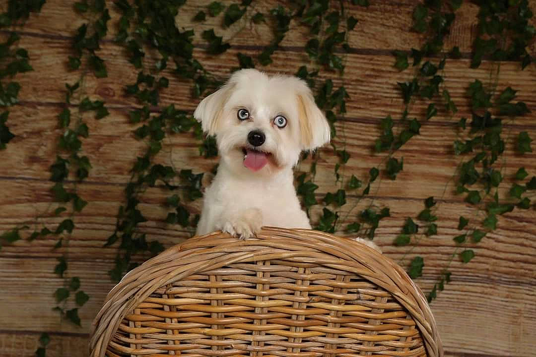 Rio participe au concours pour gagner de l'argent avec cette photo : basket, canidae, carnivore, companion_dog, dog, dog_breed, dog_collar, dog_supply, fawn, flooring, fur, grass, hardwood, pattern, pet_supply, sporting_group, storage_basket, toy_dog, wood, working_animal