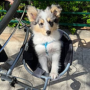 Luna a rejoint le concours — aidez-le/la à gagner de superbes lots ! puppy, dog, stroller, outdoor, sunlight, greenery, sidewalk, hand, pet, cute, fluffy, animal, leash, walking, daytime, person, pet_accessory, closeup, small_dog, happy