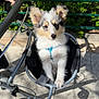 puppy, dog, stroller, outdoor, sunlight, greenery, sidewalk, hand, pet, cute, fluffy, animal, leash, walking, daytime, person, pet_accessory, closeup, small_dog, happy