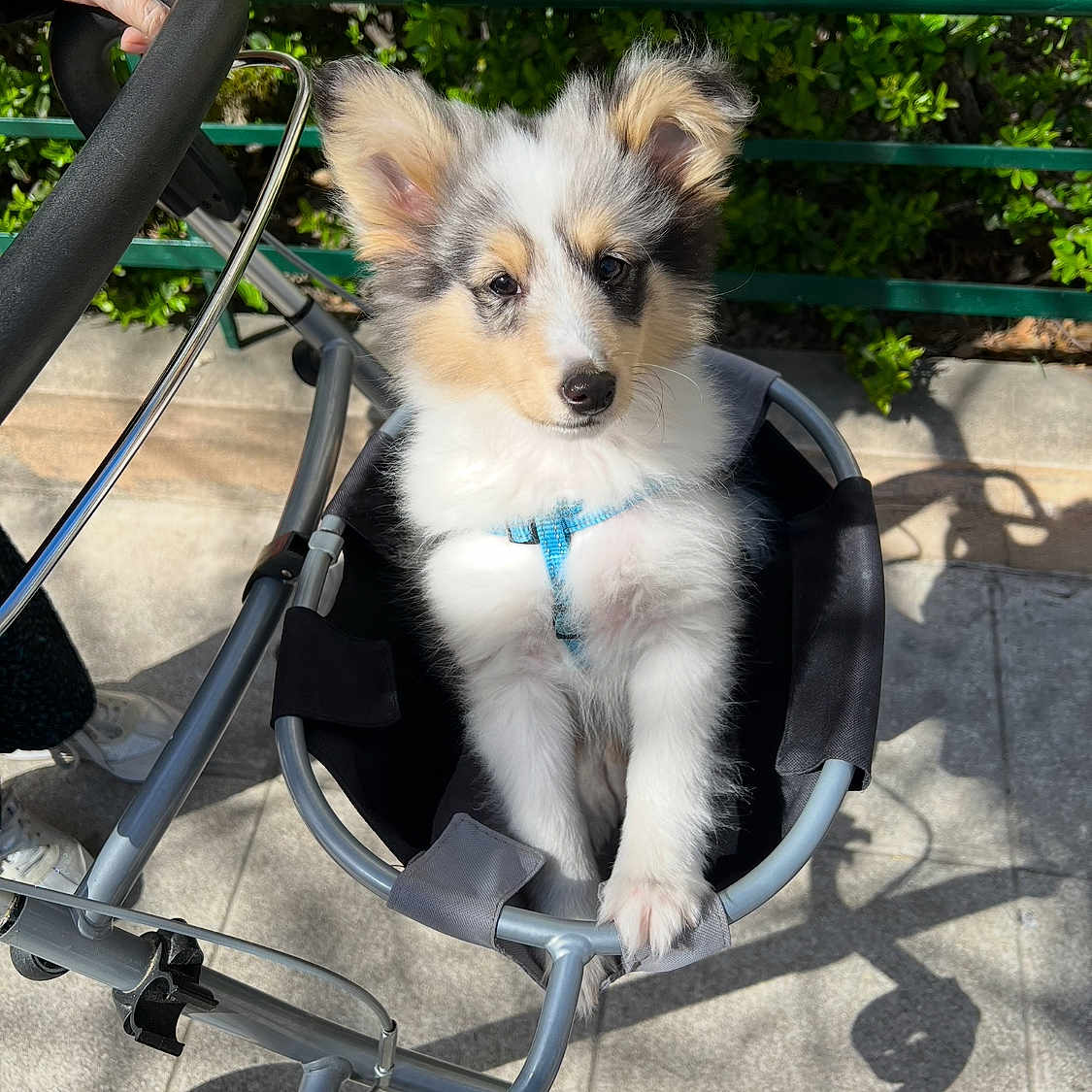 Luna a rejoint le concours — aidez-le/la à gagner de superbes lots ! animal, closeup, cute, daytime, dog, fluffy, greenery, hand, happy, leash, outdoor, person, pet, pet_accessory, puppy, sidewalk, small_dog, stroller, sunlight, walking