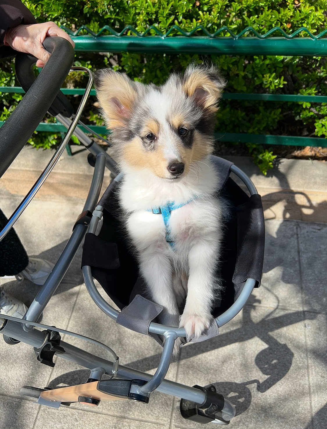 Luna a rejoint le concours — aidez-le/la à gagner de superbes lots ! puppy, dog, stroller, outdoor, sunlight, greenery, sidewalk, hand, pet, cute, fluffy, animal, leash, walking, daytime, person, pet_accessory, closeup, small_dog, happy