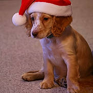 Haggis joined the competition — help win amazing prizes! puppy, dog, santa_hat, red, carpet, indoor, cute, young, pet, animal, fur, ears, sitting, brown, white, holiday, christmas, festive, collar, adorable