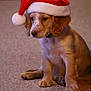 puppy, dog, santa_hat, red, carpet, indoor, cute, young, pet, animal, fur, ears, sitting, brown, white, holiday, christmas, festive, collar, adorable