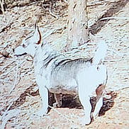 īnana Marie is registered to the contest to win money with this photo: dog, outdoor, tree, dirt, leaves, animal, pet, standing, nature, canine, fur, tail, ears, sunlight, daytime, wildlife, forest_floor, mammal, walking, alert