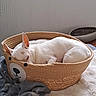 Iako a rejoint le concours — aidez-le/la à gagner de superbes lots ! dog, sleeping, white_dog, pet, animal, basket, woven_basket, cozy, indoor, bed, blanket, plush_toy, gray_toy, resting, curled_up, ears, short_hair, home, relaxing, portrait