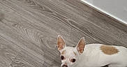 Iako a rejoint le concours — aidez-le/la à gagner de superbes lots ! dog, chihuahua, small_dog, pet, animal, white_fur, brown_patch, pointed_ears, large_eyes, short_hair, standing, indoor, wooden_floor, wall, home, looking_up, candid, portrait, four_legs, companion_animal