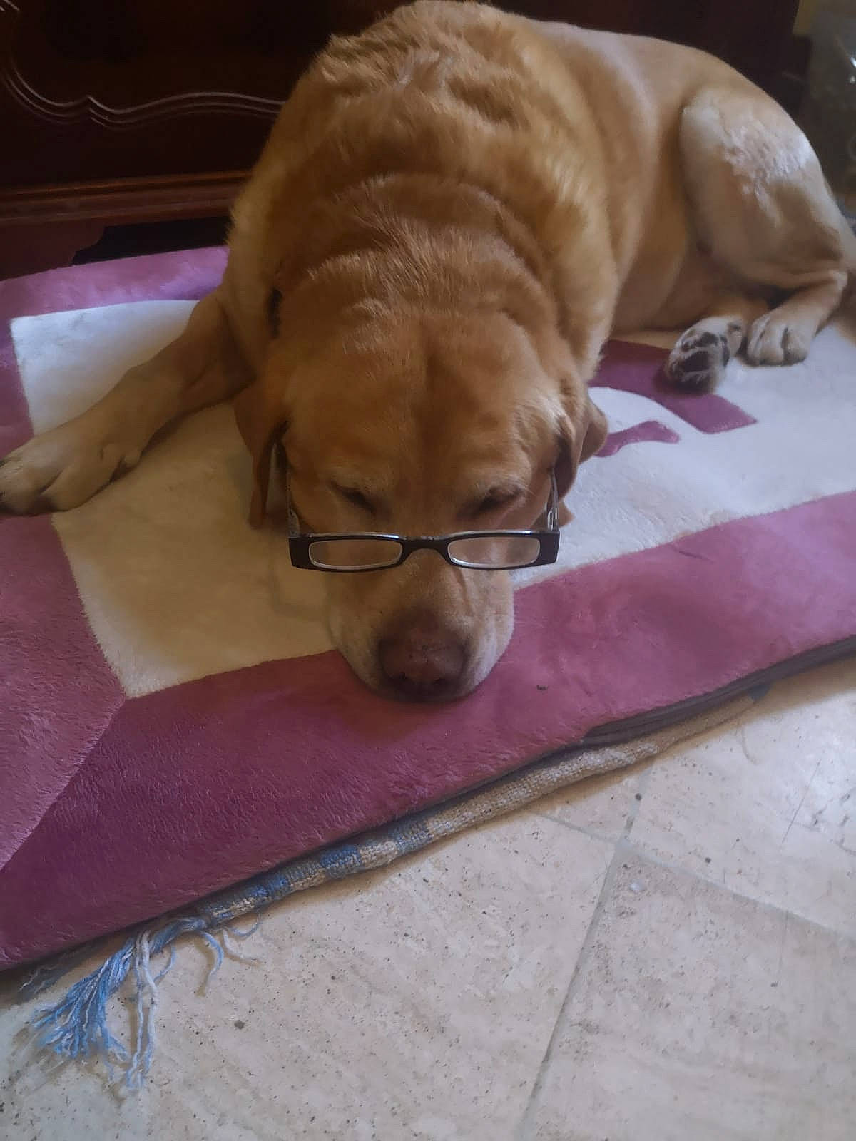 Gim'S a rejoint le concours — aidez-le/la à gagner de superbes lots ! canidae, carnivore, comfort, companion_dog, dog, dog_breed, ear, fawn, floor, flooring, fur, glasses, liver, pet_supply, snout, sporting_group, whiskers, wood, working_animal, wrinkle