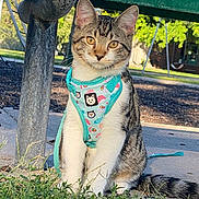 Beans joined the competition — help win amazing prizes! cat, kitten, tabby, harness, outdoor, grass, sidewalk, park, bench, playground, swing, tree, sunlight, pet, animal, cute, young, fur, whiskers, ears
