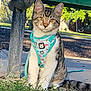 cat, kitten, tabby, harness, outdoor, grass, sidewalk, park, bench, playground, swing, tree, sunlight, pet, animal, cute, young, fur, whiskers, ears