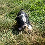 puppy, dog, grass, outdoor, sunlight, playful, animal, pet, young, black_and_white, nature, greenery, chewing, curious, small, fur, daylight, field, cute, canine