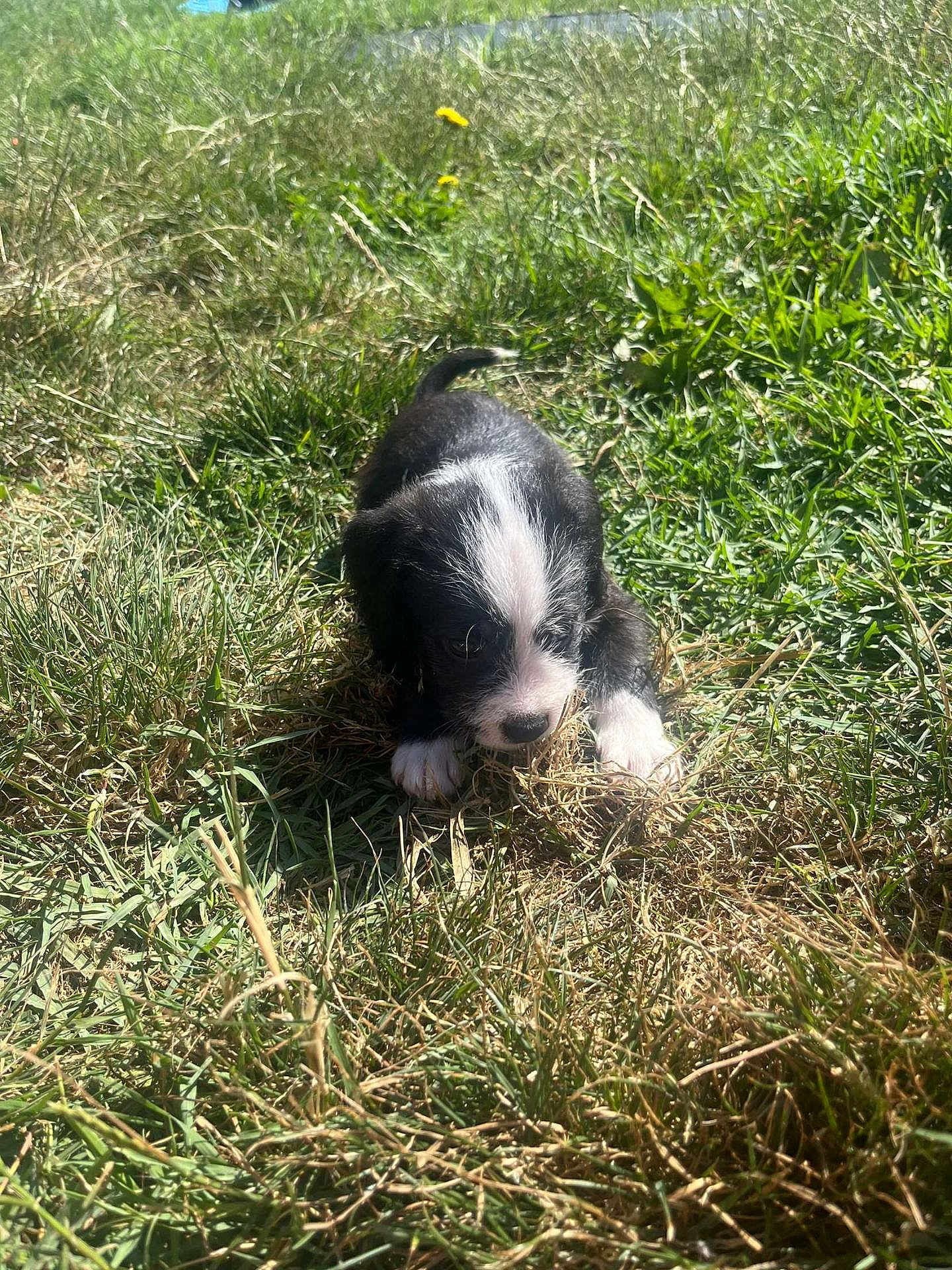 Simba a rejoint le concours — aidez-le/la à gagner de superbes lots ! puppy, dog, grass, outdoor, sunlight, playful, animal, pet, young, black_and_white, nature, greenery, chewing, curious, small, fur, daylight, field, cute, canine
