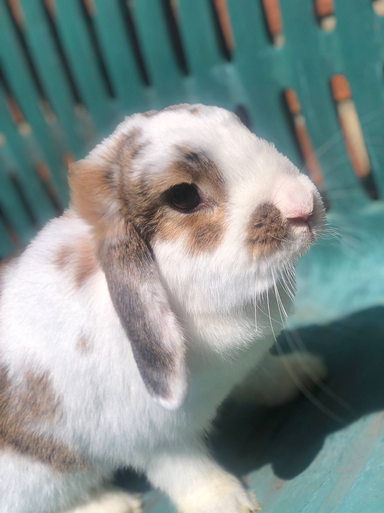 Kima participe au concours pour gagner de l'argent avec cette photo : domestic_rabbit, ear, mammal, rabbit, rabbits_and_hares, snout, whiskers
