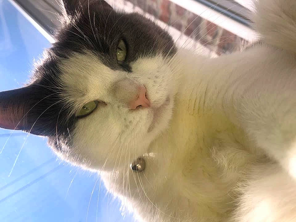 Caline participe au concours pour gagner de l'argent avec cette photo : aegean_cat, carnivore, cat, close_up, domestic_long_haired_cat, domestic_short_haired_cat, ear, eye, fawn, felidae, fur, kitten, nose, polydactyl_cat, small_to_medium_sized_cats, snout, turkish_angora, turkish_van, whiskers