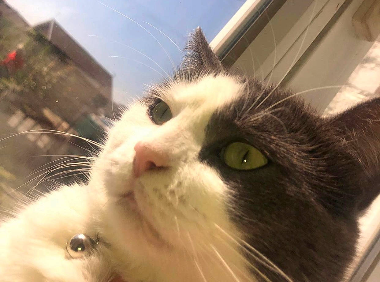 Caline participe au concours pour gagner de l'argent avec cette photo : aegean_cat, american_curl, british_semi_longhair, carnivore, cat, close_up, domestic_long_haired_cat, domestic_short_haired_cat, eye, felidae, fur, nose, ojos_azules, photography, ragamuffin, sky, small_to_medium_sized_cats, snout, turkish_van, whiskers