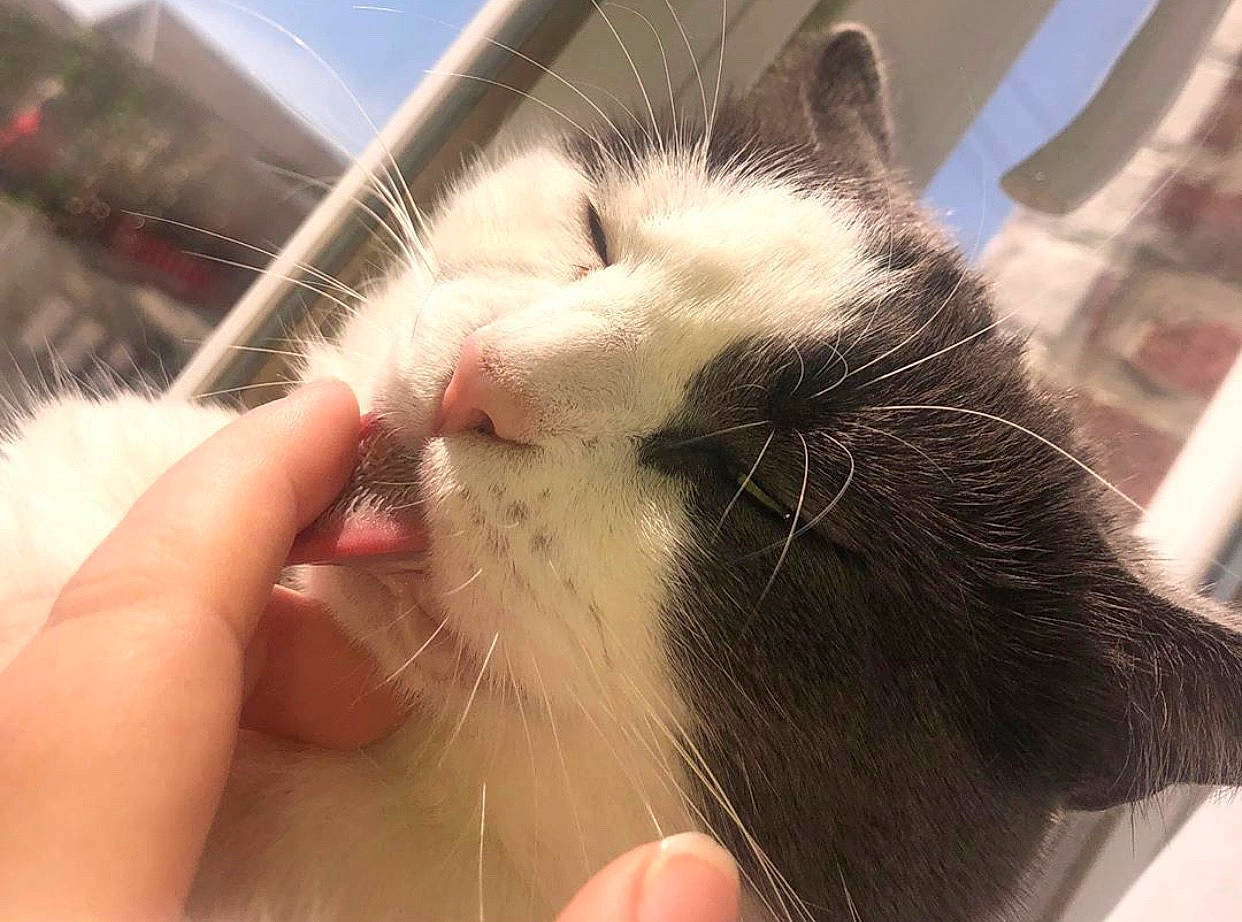 Caline participe au concours pour gagner de l'argent avec cette photo : carnivore, cat, ear, felidae, fur, hair, hand, kitten, long_hair, nose, skin, small_to_medium_sized_cats, snout, whiskers