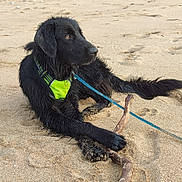 Vasco participe au concours pour gagner de l'argent avec cette photo : dog, black_dog, wet, beach, sand, stick, harness, leash, animal, pet, outdoor, paw, footprint, canine, lying_down, nature, daylight, playful, closeup, side_view