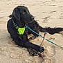 dog, black_dog, wet, beach, sand, stick, harness, leash, animal, pet, outdoor, paw, footprint, canine, lying_down, nature, daylight, playful, closeup, side_view