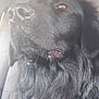 Vasco a rejoint le concours — aidez-le/la à gagner de superbes lots ! dog, black_dog, close_up, pet, animal, car_interior, seat, fur, nose, eye, portrait, canine, indoor, seat_cover, head, muzzle, whiskers, long_hair, domestic_animal, side_view