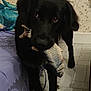 Vasco participe au concours pour gagner de l'argent avec cette photo : dog, black_dog, toy, fish_toy, indoor, floor, tile_floor, bedspread, patterned_wallpaper, pet, animal, looking_up, cute, mammal, domestic_animal, playful, fur, ears, paws, home