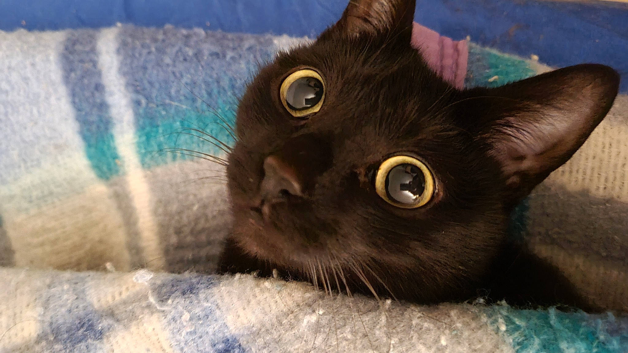 Blackpearl participe au concours pour gagner de l'argent avec cette photo : black_cat, bombay, carnivore, cat, close_up, comfort, domestic_short_haired_cat, ear, felidae, fur, havana_brown, iris, small_to_medium_sized_cats, snout, whiskers