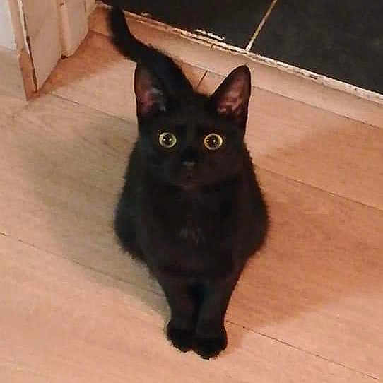 Blackpearl