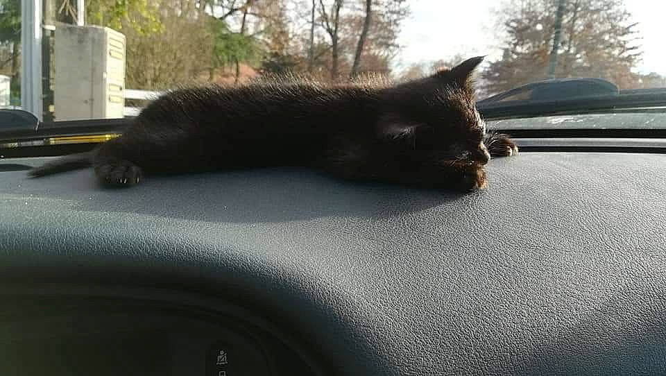 Blackpearl participe au concours pour gagner de l'argent avec cette photo : asphalt, automotive_exterior, automotive_lighting, black_cat, carnivore, cat, felidae, fur, grass, hood, road_surface, sky, small_to_medium_sized_cats, snout, tail, tints_and_shades, tree, whiskers, window, windshield