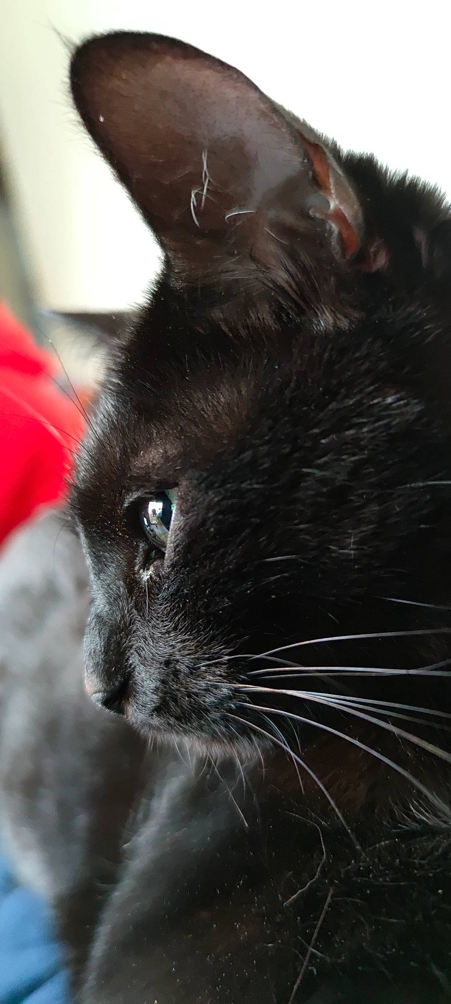 Blackpearl a rejoint le concours — aidez-le/la à gagner de superbes lots ! black_cat, bombay, carnivore, cat, domestic_short_haired_cat, felidae, fur, iris, mammal, small_to_medium_sized_cats, snout, terrestrial_animal, vertebrate, whiskers