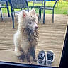 dog, muddy, white_fur, sitting, glass_door, outdoor, shoes, sneakers, deck, garden, chair, table, greenery, playground, dirty, pet, animal, cute, fur, paws
