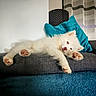 dog, white_dog, couch, pillow, turquoise_pillow, indoor, relaxed, sleepy, furniture, pet, cozy, curtains, patterned_curtains, paw, fur, resting, animal, home, living_room, soft_light