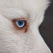 Arrow participe au concours pour gagner de l'argent avec cette photo : dog, close_up, white_fur, blue_eye, animal_eye, pet, fur_texture, canine, portrait, intense_gaze, eyelashes, animal_face, mammal, outdoor, nature, focused, macro, detail, cute, domestic_animal