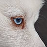 dog, close_up, white_fur, blue_eye, animal_eye, pet, fur_texture, canine, portrait, intense_gaze, eyelashes, animal_face, mammal, outdoor, nature, focused, macro, detail, cute, domestic_animal