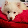puppy, dog, white_fur, blue_eyes, pet, cute, lying_down, towel, red_towel, close_up, indoor, animal, fluffy, nose, ears, young_dog, portrait, resting, soft_texture, adorable