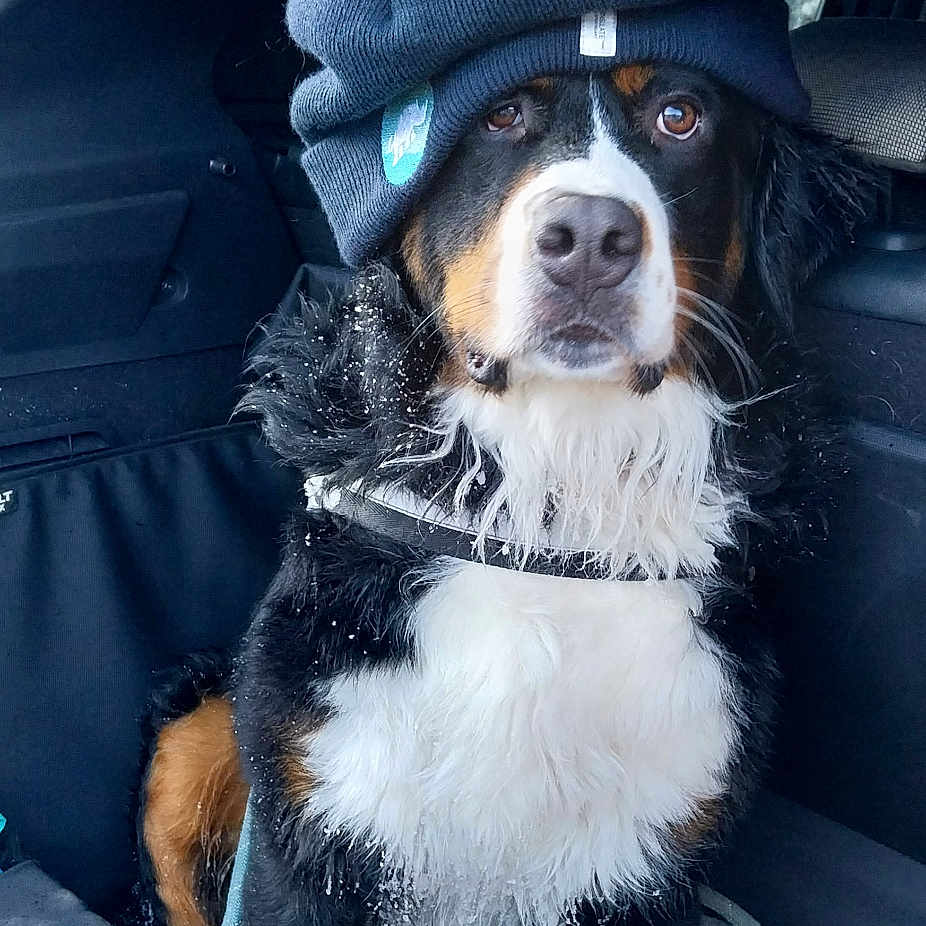 Twix participe au concours pour gagner de l'argent avec cette photo : animal, canine, cap, car, cartrunk, clothing, dog, face, hat, head, homedecor, machine, person, pet, photography, portrait, puppy, spoke, transportation, vehicle