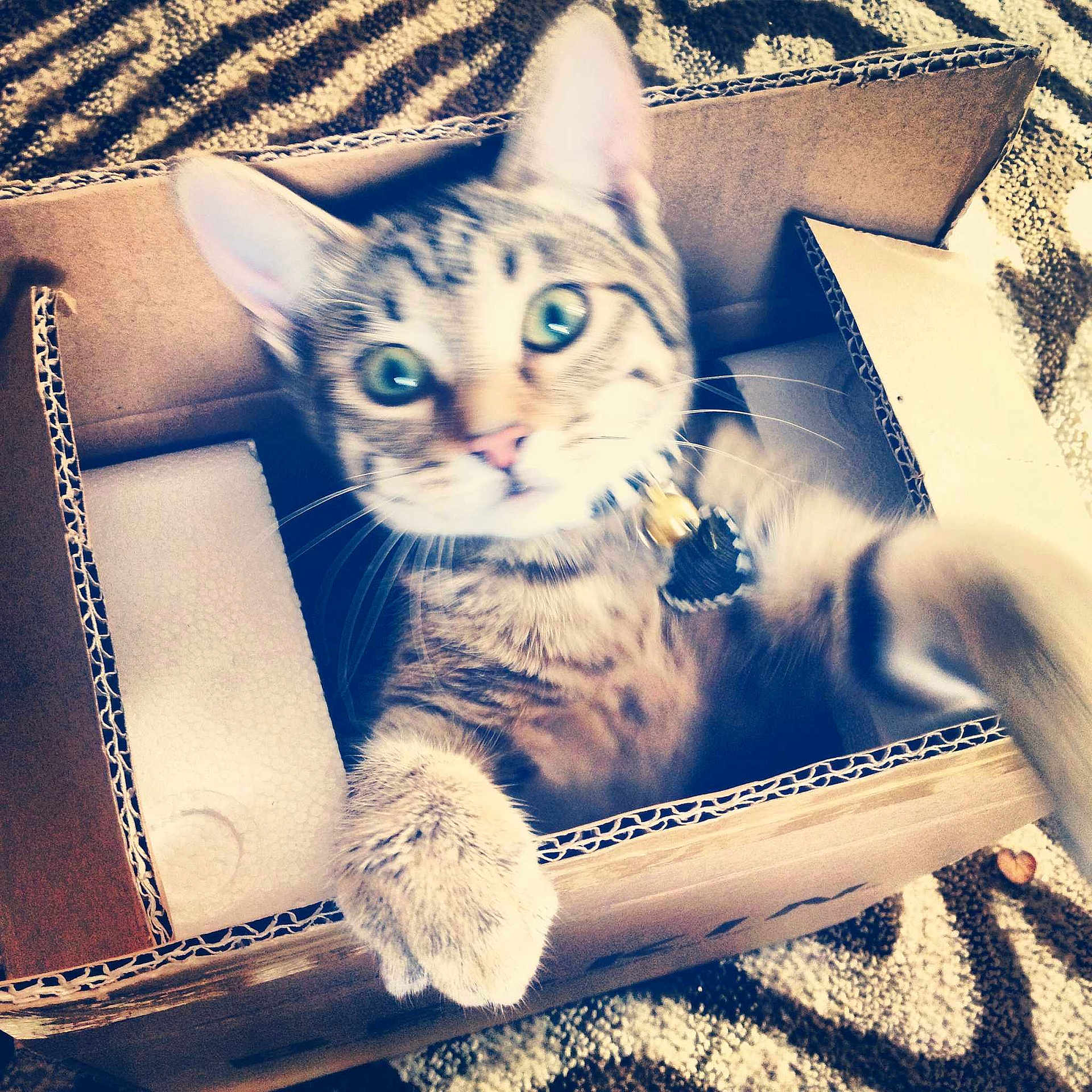 Cheetah is registered to the contest to win money with this photo: