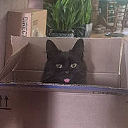 Gremlin is registered to the contest to win money with this photo: cat, black_cat, cardboard_box, tongue_out, indoor, plant, furniture, wood_floor, pet, cute, animal, whiskers, ears, home, domestic_cat, curious, sitting, floor, box_flap, relaxed
