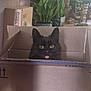 animal, black_cat, box_flap, cardboard_box, cat, curious, cute, domestic_cat, ears, floor, furniture, home, indoor, pet, plant, relaxed, sitting, tongue_out, whiskers, wood_floor