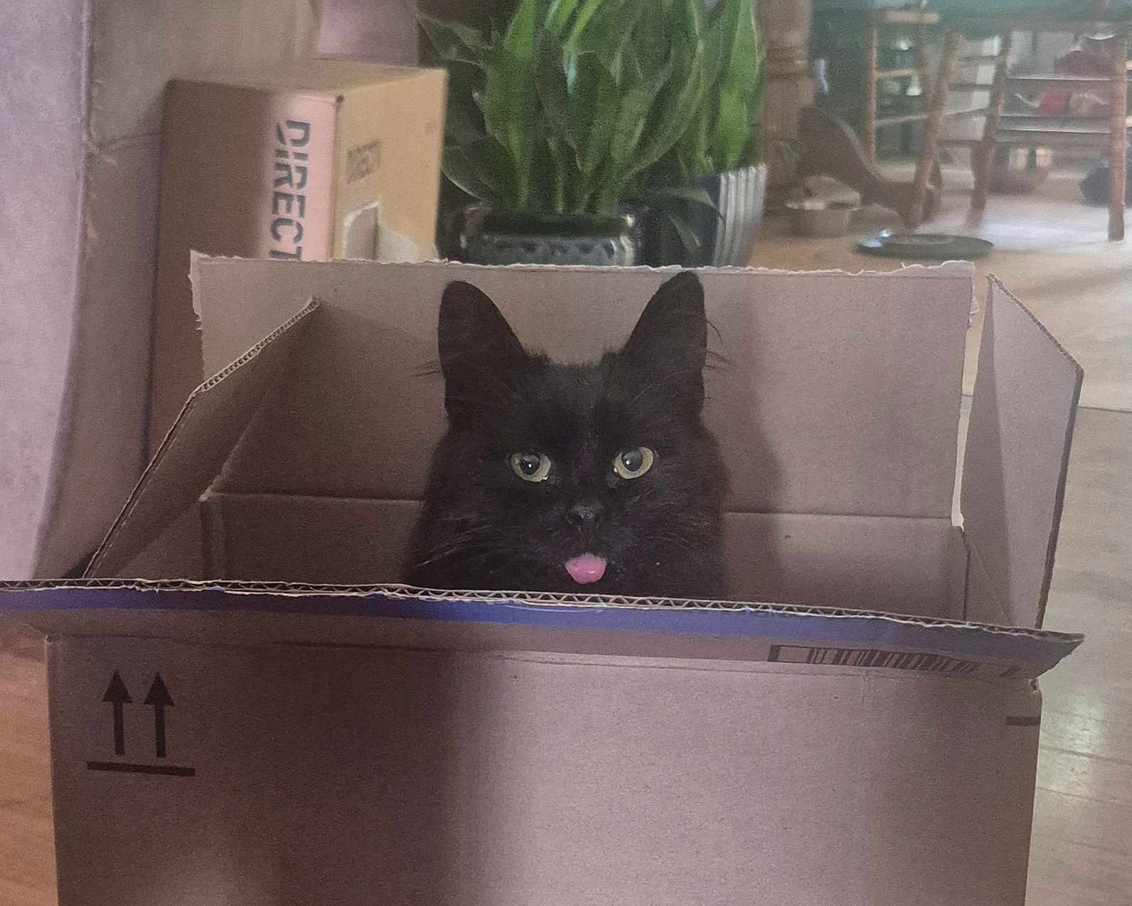 Gremlin