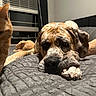 Scooby joined the competition — help win amazing prizes! animal, bed, blanket, cat, cozy, dog, domestic, fur, indoor, large_dog, night, orange_cat, paw, pet, quilted, relaxing, resting, sleepy, window, window_blinds