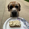 Scooby joined the competition — help win amazing prizes! animal, bone_shaped_treat, brown_dog, close_up, concrete, curious, dog, ears, food, frosting, hand, looking_up, nose, outdoor, paper_plate, patio, pet, snack, waiting, whiskers
