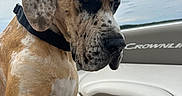 Scooby joined the competition — help win amazing prizes! animal, boat, calm, canine, closeup, cloudy, collar, daytime, dog, human_leg, large_dog, leisure, nature, outdoor, paw, pet, seating, sky, spotted_dog, water